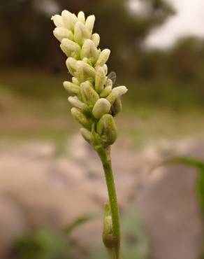 Fotografia 15 da espécie Polygonum lapathifolium no Jardim Botânico UTAD