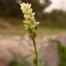 Fotografia 15 da espécie Polygonum lapathifolium do Jardim Botânico UTAD