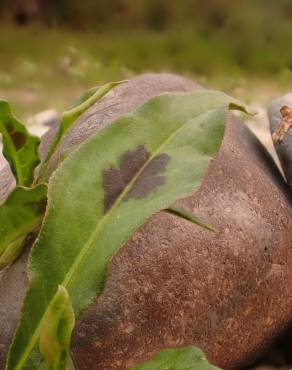 Fotografia 16 da espécie Polygonum lapathifolium no Jardim Botânico UTAD