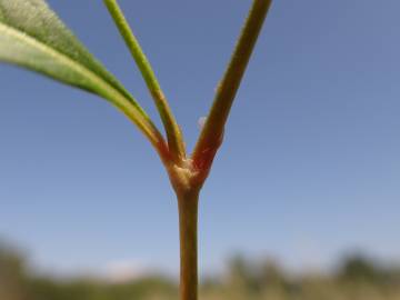 Fotografia da espécie Polygonum lapathifolium