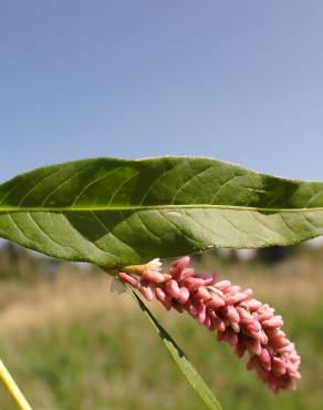 Fotografia 19 da espécie Polygonum lapathifolium no Jardim Botânico UTAD