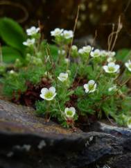 Saxifraga pubescens subesp. iratiana