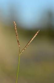 Fotografia da espécie Paspalum distichum