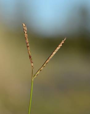 Fotografia 8 da espécie Paspalum distichum no Jardim Botânico UTAD