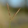 Fotografia 8 da espécie Paspalum distichum do Jardim Botânico UTAD