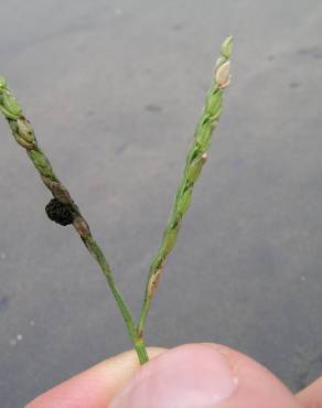 Fotografia 7 da espécie Paspalum distichum no Jardim Botânico UTAD