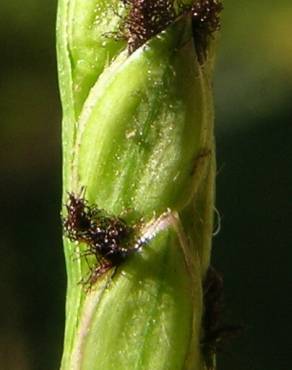 Fotografia 6 da espécie Paspalum distichum no Jardim Botânico UTAD