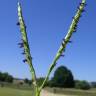 Fotografia 5 da espécie Paspalum distichum do Jardim Botânico UTAD