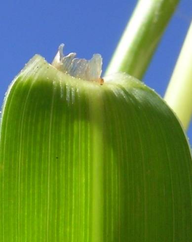 Fotografia de capa Paspalum distichum - do Jardim Botânico