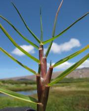 Fotografia da espécie Paspalum vaginatum