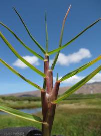 Fotografia da espécie Paspalum vaginatum