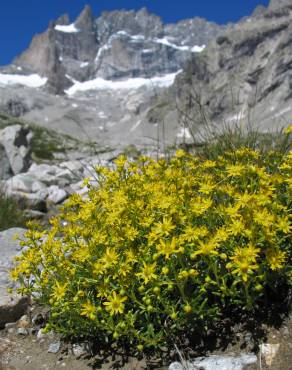 Fotografia 4 da espécie Saxifraga aizoides no Jardim Botânico UTAD