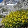 Fotografia 4 da espécie Saxifraga aizoides do Jardim Botânico UTAD