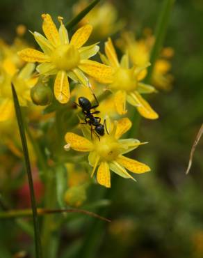 Fotografia 2 da espécie Saxifraga aizoides no Jardim Botânico UTAD