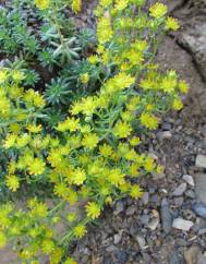 Saxifraga aizoides