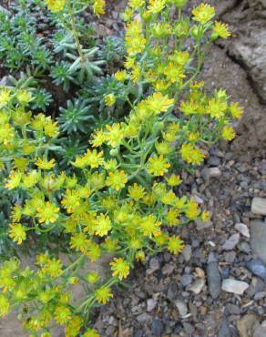 Fotografia 1 da espécie Saxifraga aizoides no Jardim Botânico UTAD