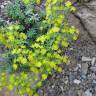 Fotografia 1 da espécie Saxifraga aizoides do Jardim Botânico UTAD