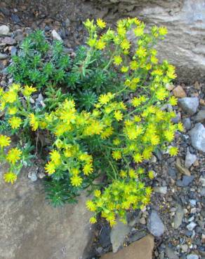 Fotografia 5 da espécie Saxifraga aizoides no Jardim Botânico UTAD