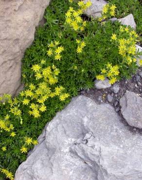 Fotografia 6 da espécie Saxifraga aizoides no Jardim Botânico UTAD