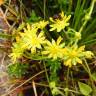 Fotografia 10 da espécie Saxifraga aizoides do Jardim Botânico UTAD