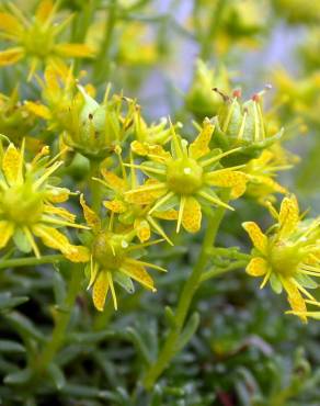 Fotografia 12 da espécie Saxifraga aizoides no Jardim Botânico UTAD