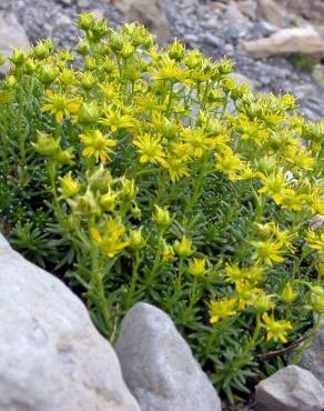 Fotografia 13 da espécie Saxifraga aizoides no Jardim Botânico UTAD