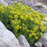 Fotografia 13 da espécie Saxifraga aizoides do Jardim Botânico UTAD