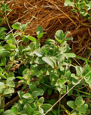 Fotografia 7 da espécie Salix pyrenaica no Jardim Botânico UTAD