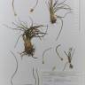 Fotografia de herbário 1 da espécie Isoetes setaceum no Jardim Botânico UTAD
