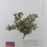 Fotografia de herbário 1 da espécie Juniperus thurifera no Jardim Botânico UTAD
