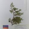 Fotografia de herbário 1 da espécie Juniperus thurifera no Jardim Botânico UTAD