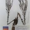 Fotografia de herbário 1 da espécie Anarrhinum longipedicellatum no Jardim Botânico UTAD