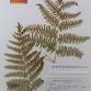 Fotografia 1 de herbário da espécie Pteridium aquilinum no Jardim Botânico UTAD