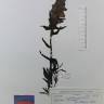 Fotografia de herbário 1 da espécie Bartsia trixago no Jardim Botânico UTAD