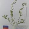 Fotografia de herbário 1 da espécie Tribulus terrestris no Jardim Botânico UTAD