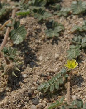 Fotografia 14 da espécie Tribulus terrestris subesp. terrestris no Jardim Botânico UTAD