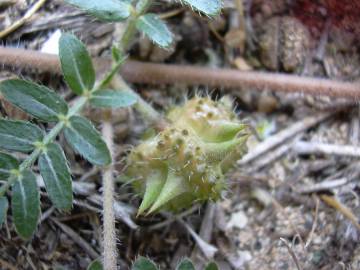 Fotografia da espécie Tribulus terrestris subesp. terrestris