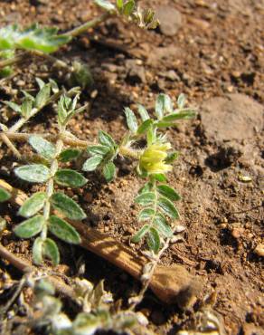 Fotografia 18 da espécie Tribulus terrestris subesp. terrestris no Jardim Botânico UTAD