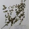 Fotografia de herbário 1 da espécie Hypericum undulatum no Jardim Botânico UTAD
