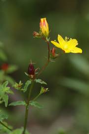 Fotografia da espécie Hypericum undulatum