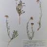 Fotografia de herbário 1 da espécie Iberis ciliata no Jardim Botânico UTAD