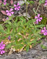 Fotografia da espécie Silene foetida