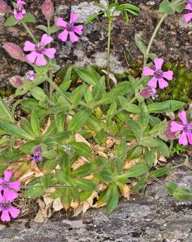 Fotografia de capa Silene foetida subesp. foetida - do Jardim Botânico