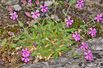 Fotografia da espécie Silene foetida subesp. foetida