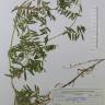 Fotografia de herbário 1 da espécie Vicia tenuifolia no Jardim Botânico UTAD