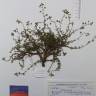 Fotografia de herbário 1 da espécie Fumana laevipes no Jardim Botânico UTAD