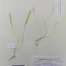 Fotografia de herbário 1 da espécie Vulpia ciliata no Jardim Botânico UTAD