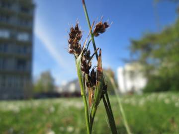 Fotografia da espécie Luzula campestris