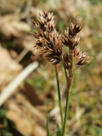 Fotografia da espécie Luzula campestris