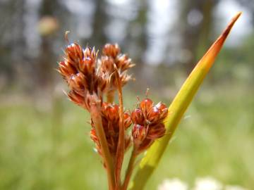 Fotografia da espécie Luzula campestris